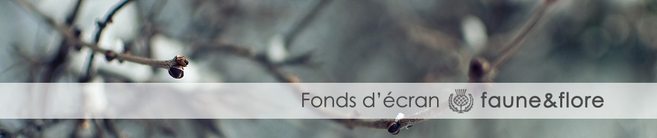Fonds-Ecran-Faune&flore Telechargement-gratuit-fond-ecran