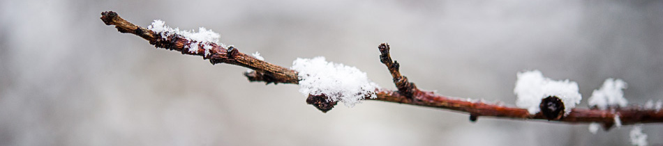 Séance du mercredi – spécial photos dans la neige
