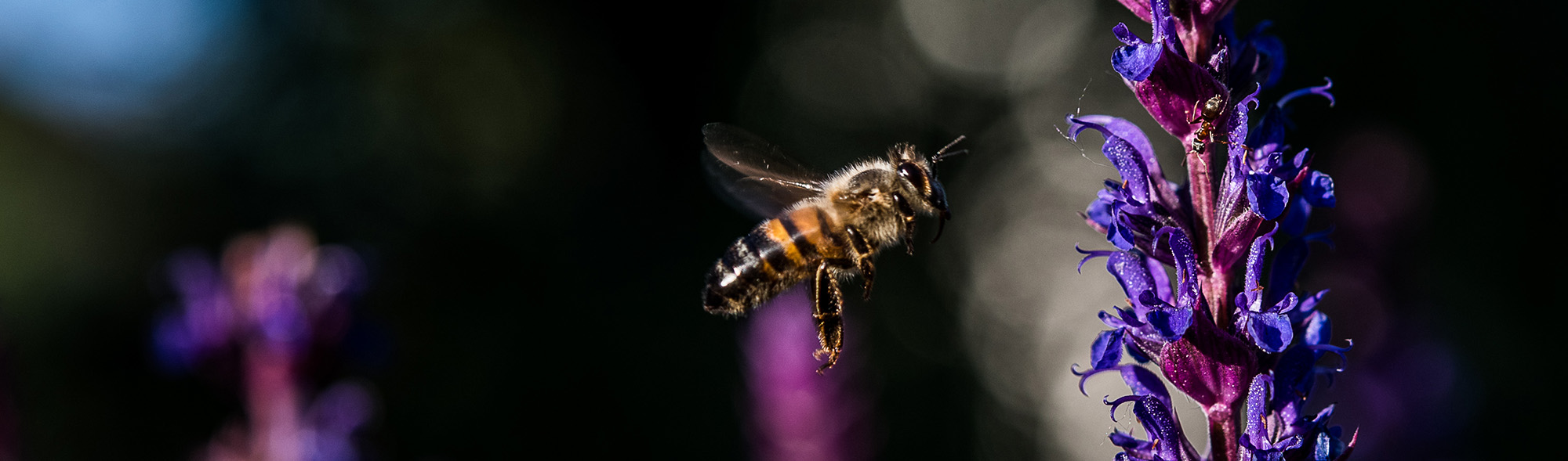 Abeille-butineuse-sur-sauge